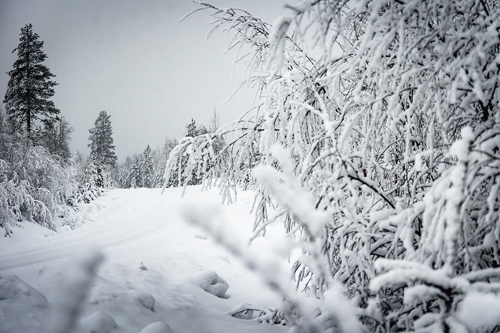 Rally Sweden varnar för den extrema kylan